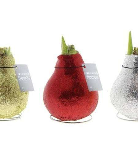Glitter Wax Amaryllis