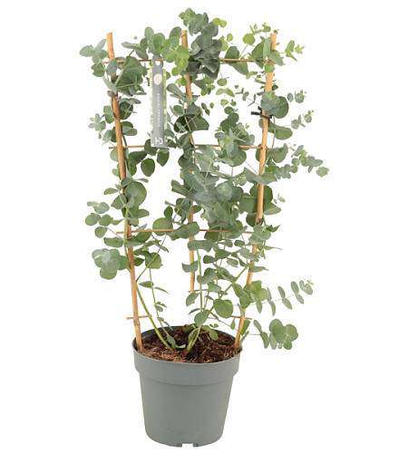 Eucalyptus Cinerea Silver Dollar