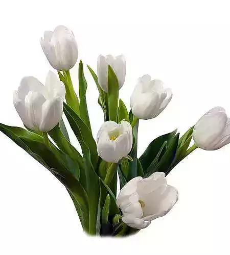 White Tulip Antarctica