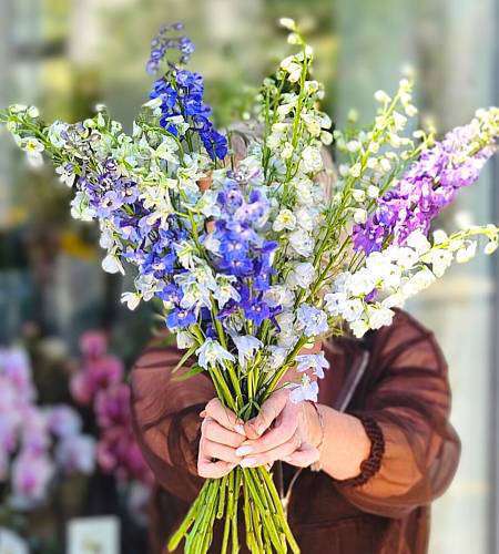 Delphinium mix colour