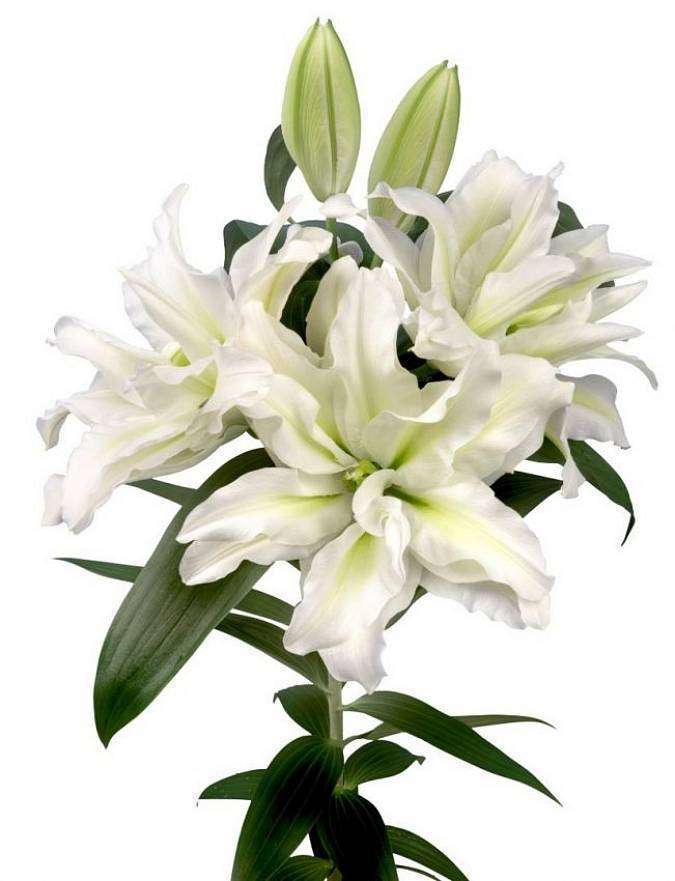 White Double Lilies