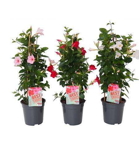 Mandevilla Sundaville Mix Pyramid
