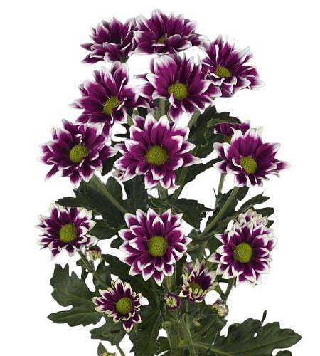 Purple Chrysanthemum cluster