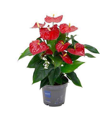 Anthurium Andreanum Karma Red