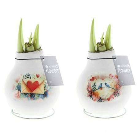 Valentýnský Amarylis Love