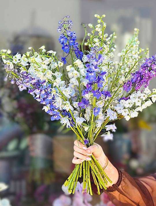 Delphinium mix barev 1