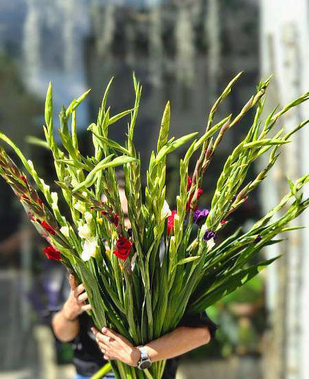 Gladiol