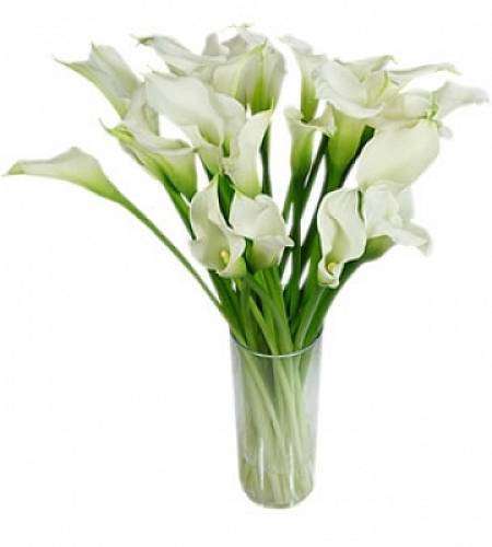 Calla white