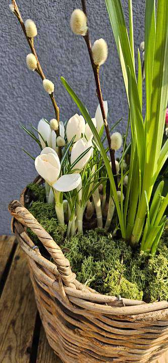 Jarní koš s kočičkami 1