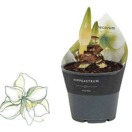 Bílý Amarylis v květináči