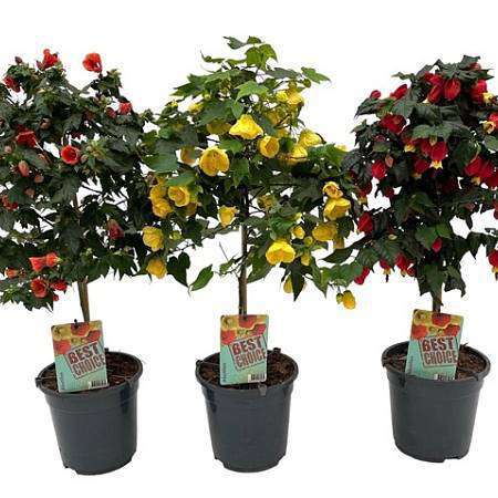 Abutilon na kmínku (Mračňák) mix barev – 75 cm