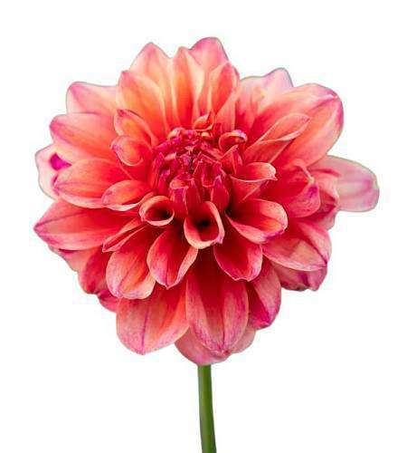 Dahlia