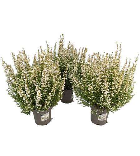 White heather Erica gracilis