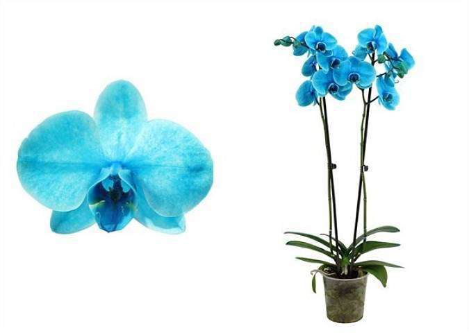 Phalaenopsis Royal Ocean Blue (70 cm)