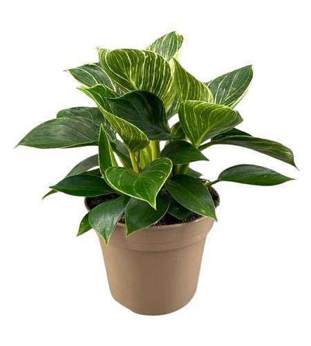 Philodendron Birkin