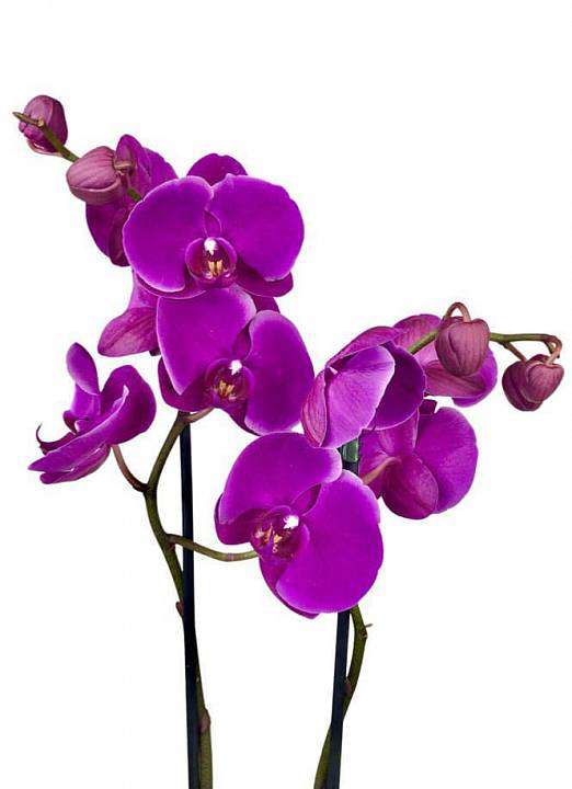 Orchidej fialový v květináči 1
