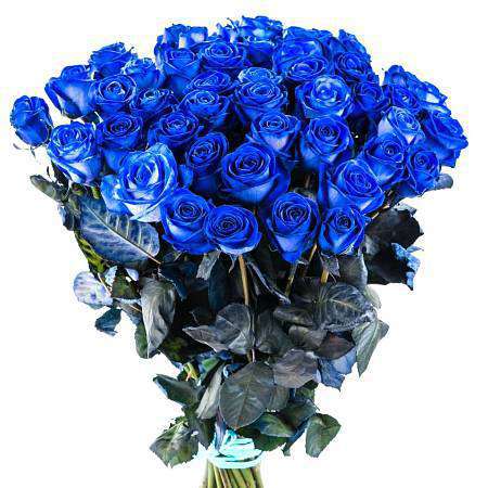 Синяя роза Velvet Blue