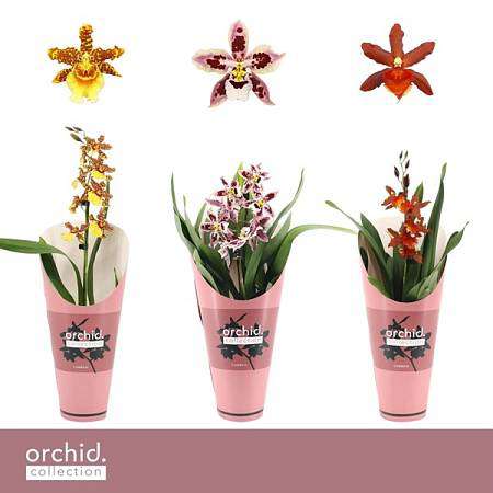 Mini Cymbidium mix barev 12Ø
