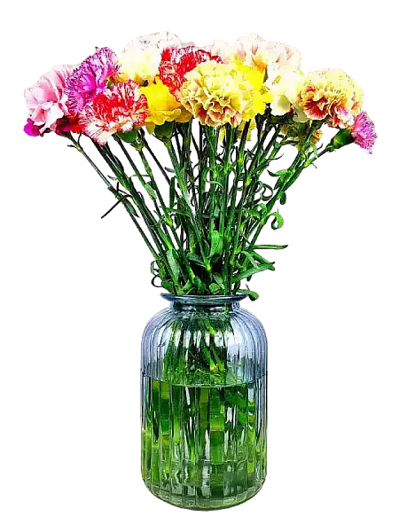 Carnation mix colour