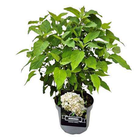 Hortenzie Latnatá XL