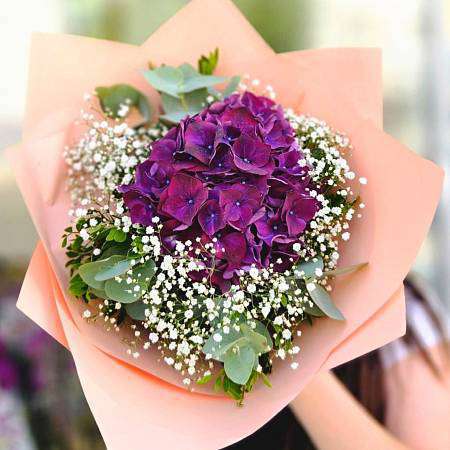 Purpurová Hortenzie