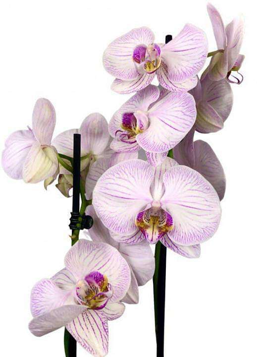 Růžová orchidej v květináči 1
