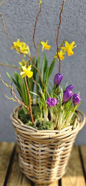 Весенний горшочек «Верба 1