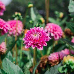 Dahlia