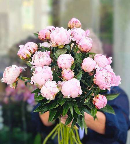 Pink Peony Sarah Bernhardt