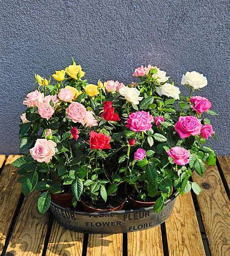 Кустовые розы в горшке