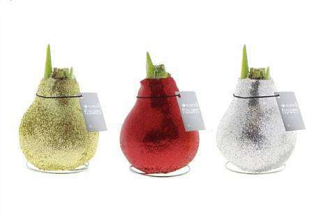 Amarylis Wax Glitrovaný