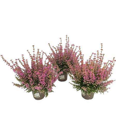 Pink heather Erica