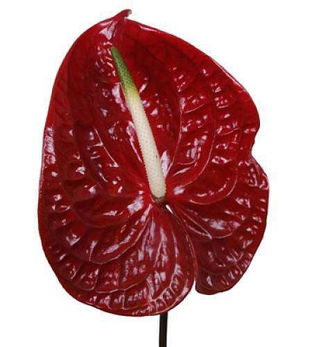 Anthurium