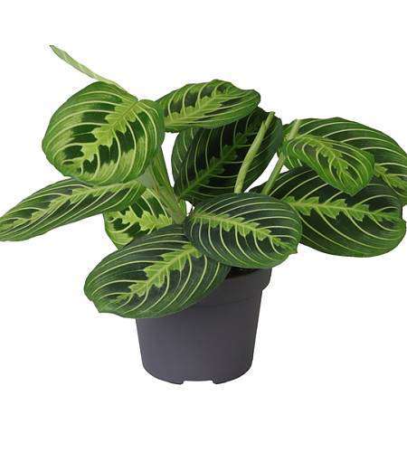 Maranta Leuconeura Lemon Lime