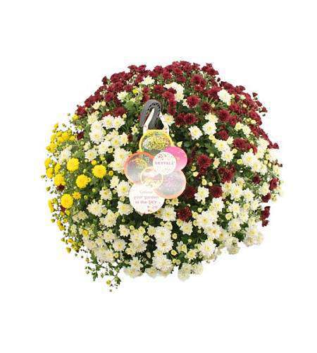 Chrysanthemum Skyfall mix XL
