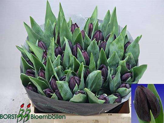 Černý tulipán Nightshade 1