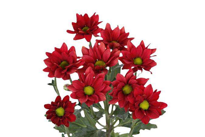 Red Spray Chrysanthemum