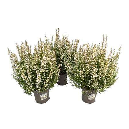 Bílý vřes - Erica Gracilis