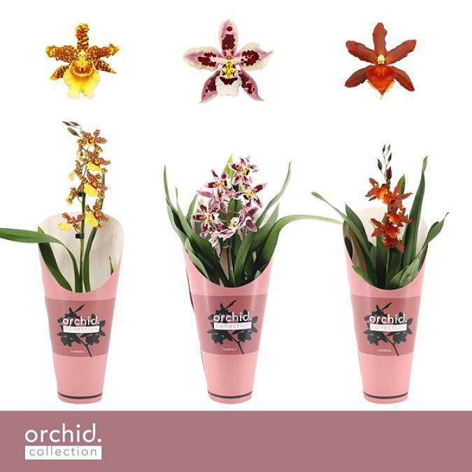 Mini Cymbidium mix barev 12Ø
