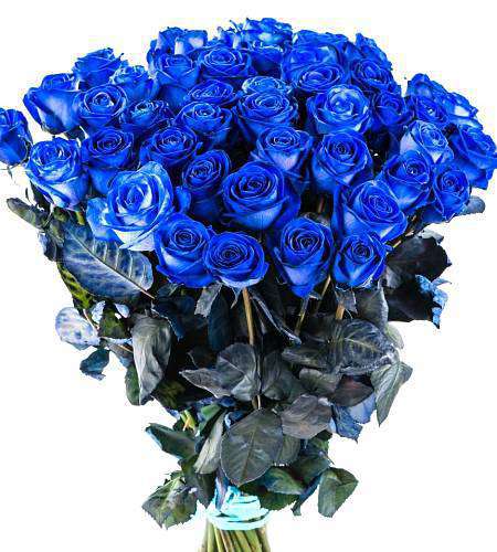 Blue Rose Velvet Blue