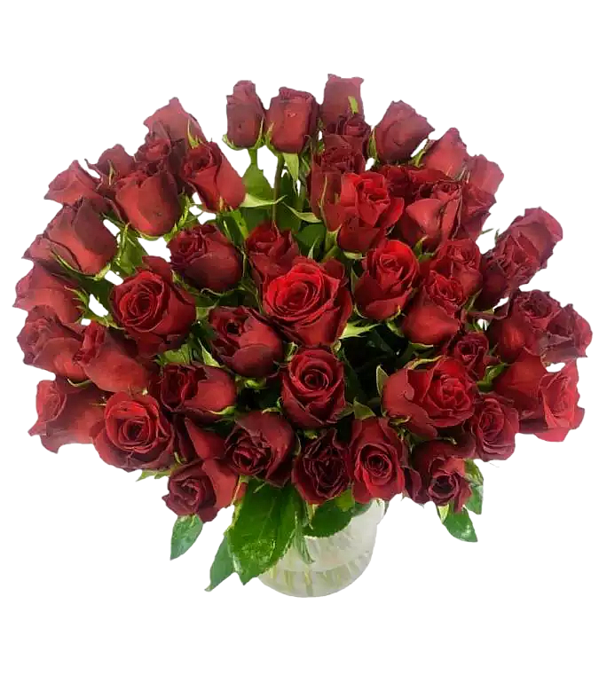 50x červených růží Rhodos